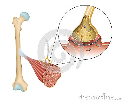 Anatomy of a Long Bone: A typical long bone showing gross anatomical features Stock Photo