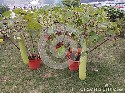 Long bottole gourd plant in a pot Stock Photo