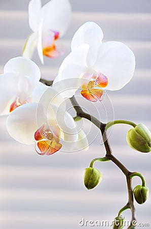 White Orchid flower group. blooming phalaenopsis. tenderness Stock Photo