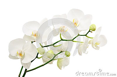 Long branches of bouquet delicate white orchid Stock Photo