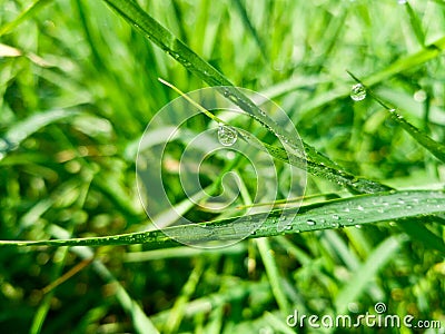 Long bright blades of grass and a drop of morning dew on it. Selective focus, close-up shot Stock Photo