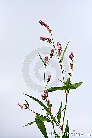 Long-bristled Smartweed Oriental Lady`s-thumb Polygonum caespitosum wild flower isolated on white Stock Photo