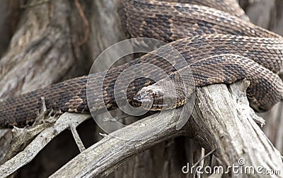 Brown Watersnake coiled on a cypress root in the Okefenokee Swamp Georgia
