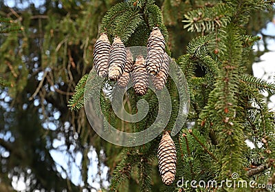 Norway Spruce Cones Stock Photo