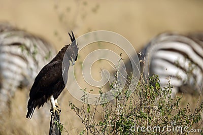 Long-crested eagle and the srtips Stock Photo