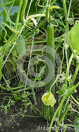 A long cucumber grew in a small home greenhouse Stock Photo