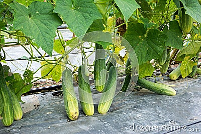 Long cucumber growing at farm background Stock Photo