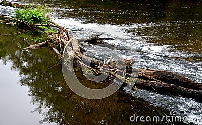 Long dangerous weir on the river after the flood. barrage barred driftwood trees trunks, logs stuck clogging the flow through the Stock Photo