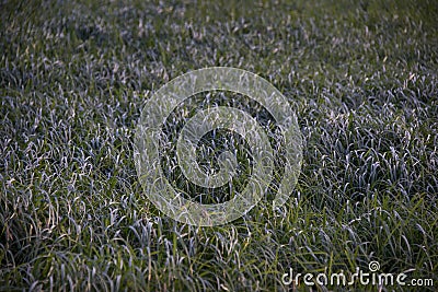 Tall grass in a meadow near a pond Stock Photo