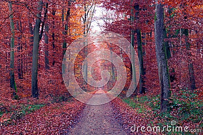 Long dirt road in rusty-red colored forest, romantic fall season landscape Stock Photo