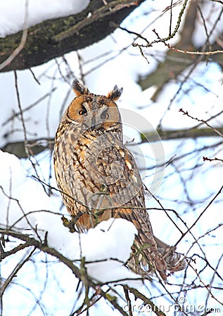 Long-eared owl Stock Photo