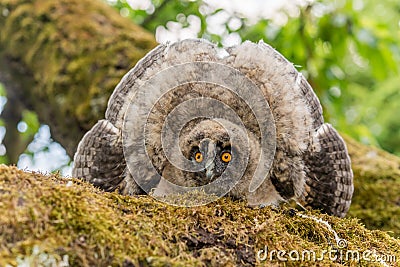 Long-eared Owl (Asio otus) chick spreading its wings to intimidate perched on a branch in an orchard Stock Photo