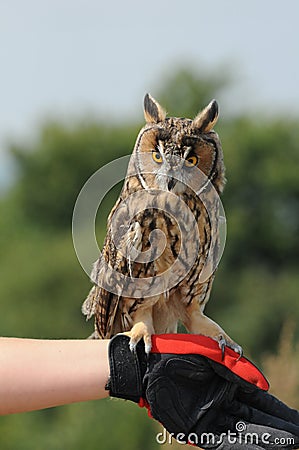 Long-eared Owl (Asio otus, previously Strix otus) Stock Photo