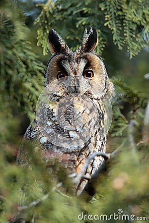 The Long-eared Owl (Asio otus) on the tree Stock Photo