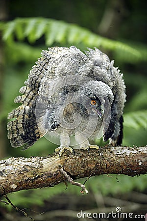 Long-Eared Owl, asio otus, Young opening wings, Normandy Stock Photo