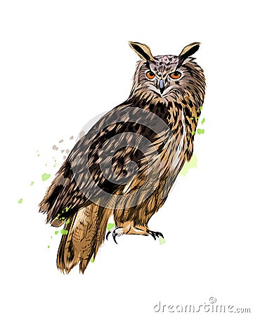 Long-eared Owl, Eagle owl from a splash of watercolor, colored drawing, realistic Vector Illustration