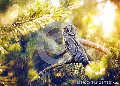 Long eared owl in the forest Stock Photo