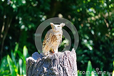 Long-eared Owl on a tree stump Stock Photo