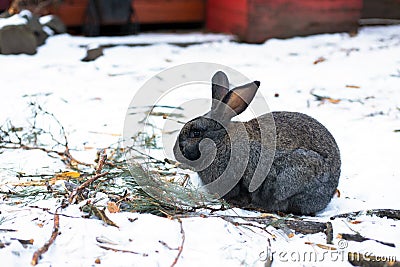 Long-eared rabbit in the Altai mountains Stock Photo