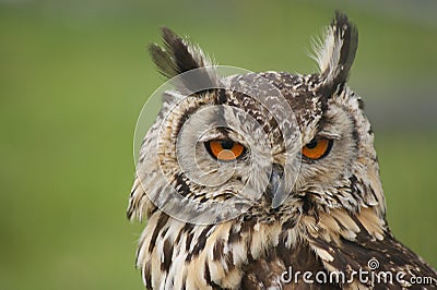 Long earred Owl Stock Photo