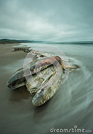 Decomposed beached whale with long exposure water. Stock Photo
