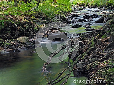 Long exposure magic forest stream with stones, trees and roots Stock Photo