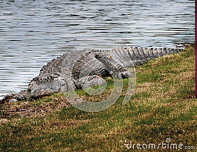 A long and fat alligator rests on a bank by the river waiting patiently for food. Stock Photo