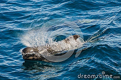 Long-finned Pilot Whales Stock Photo