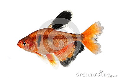 Long Finned Serpae Tetra Barb Hyphessobrycon eques aquarium fish Stock Photo