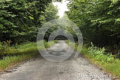 Long Forest Road Stock Photo