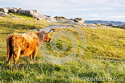 Long fur galloway cattle Stock Photo