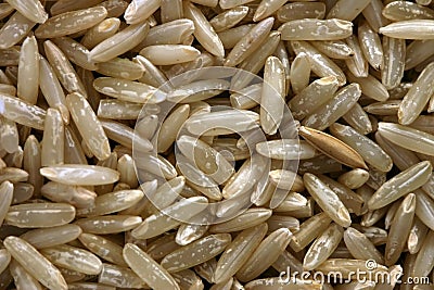 Long Grain Rice. Stock Photo