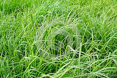 https://thumbs.dreamstime.com/x/long-grass-3556823.jpg