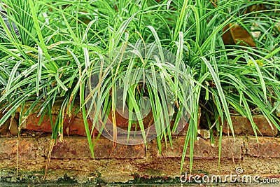 Long grass on the bricks Stock Photo
