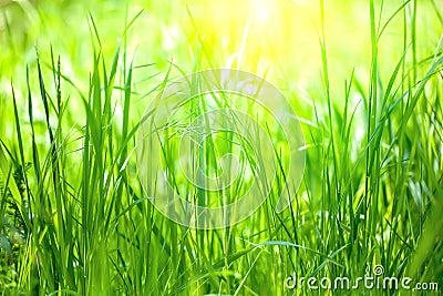 Long grass meadow Stock Photo