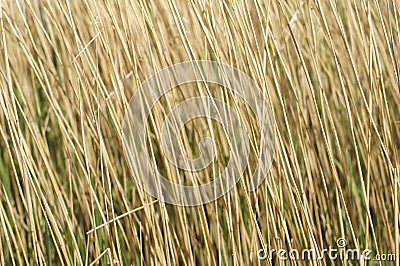 Long dry grass as a background Stock Photo