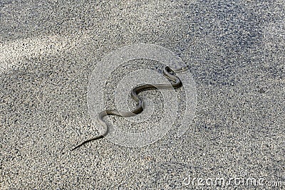 Long grass-snake on the asphalt road Stock Photo