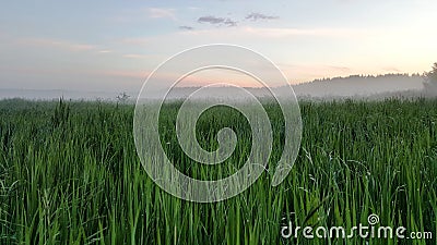 Foggy evening long grass after the rain Stock Photo