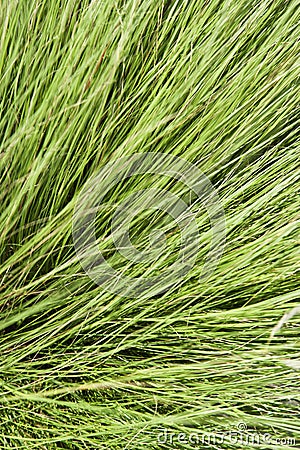 Long green grass. Stock Photo