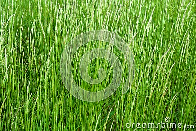 Long green grass Stock Photo