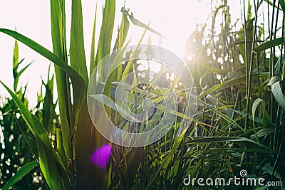 long green grass in the water, the rays of the sun break through the reeds Stock Photo