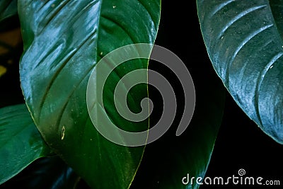 long green leaves with visible internodes Stock Photo