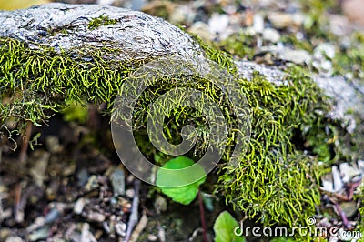 Long green moss covering cracked rocks and tree roots in the forest, selective focus Stock Photo