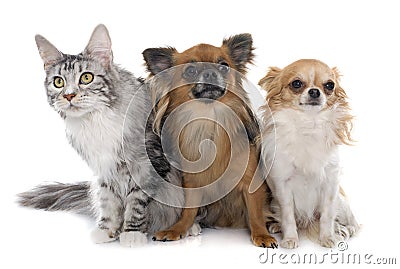 Long hair chihuahuas and maine coon Stock Photo