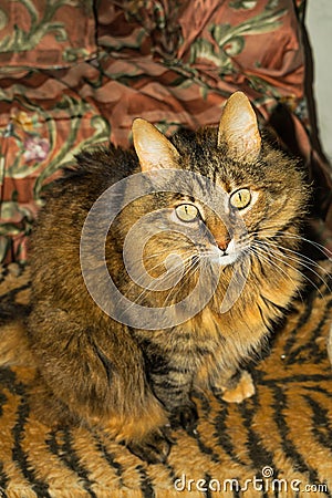 Long hair gray tabby cat looking up very calm Stock Photo