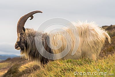 Male feral mountain goat head on with large horns Stock Photo