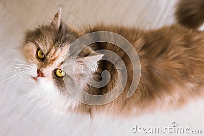 Long-haired cat with ashy-ginger fur looks up Stock Photo