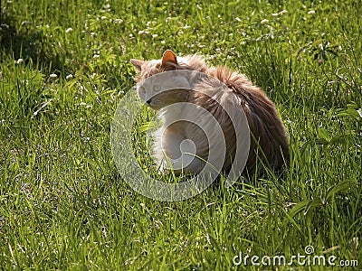 Long haired cat in grass Stock Photo