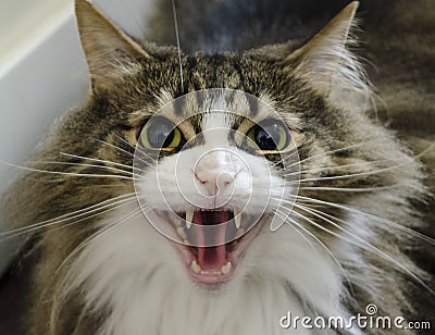 Long haired cat Stock Photo