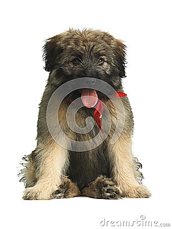 Long haired Catalan Sheepdog puppy with red scarf sitting in a funny way. Stock Photo